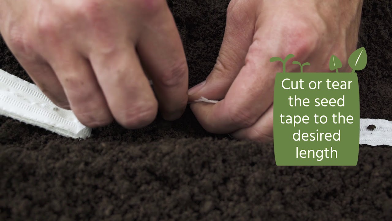 How to Plant Using Seed Tape