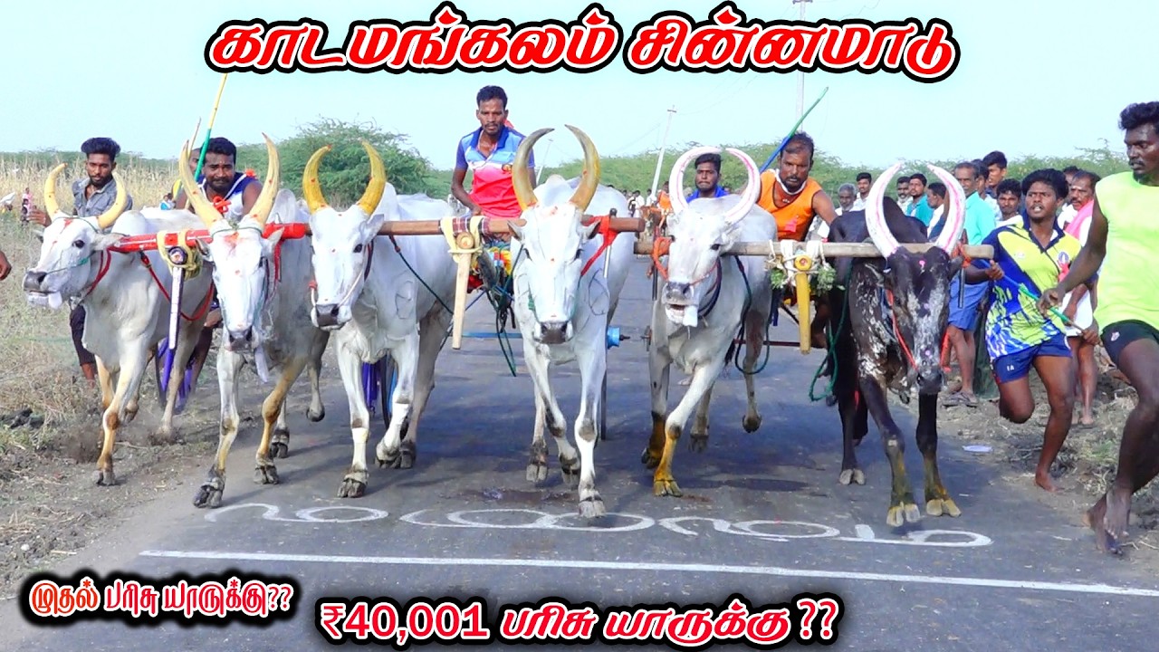 3காடமங்கலம்-சின்னமாடு-பந்தயம்_22.02.2026_V_Photography