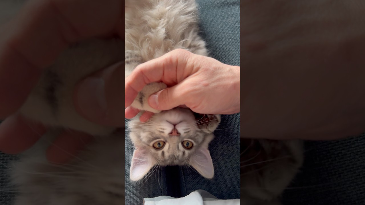Мамины глазки 🙈 #cat #красиваякошка #веселыекоты #котик #kitten #кот #милота #котики #моякошка