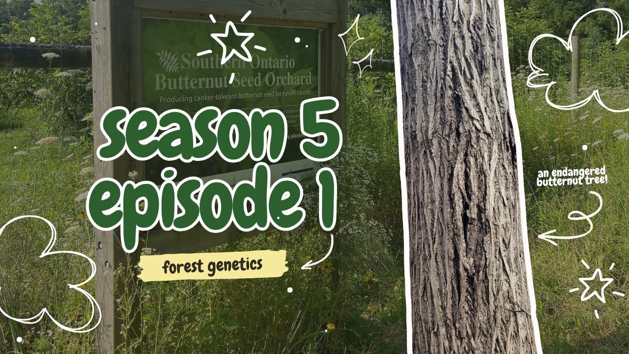 Learn with Ranger Em | S5E1 Discovering Forest Genetics