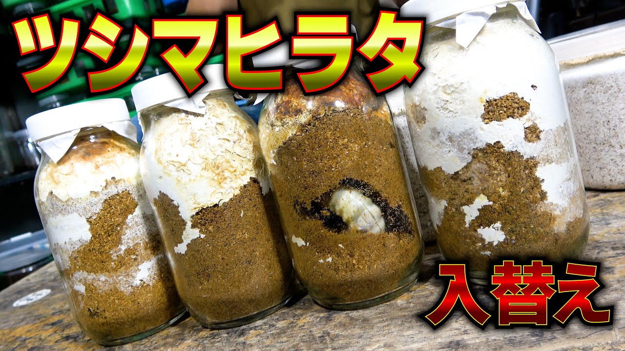 ツシマヒラタクワガタの幼虫を大きくしたい【クワガタ飼育】