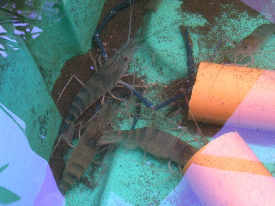 Fresh Water Prawns in Aquaponics, MADE in the  Philippines