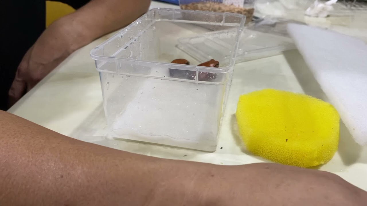 生化棉 白綿的使用方式