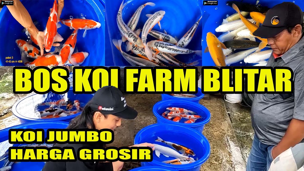 MASIH SEGAR BARU PANEN HARGA BERSAHABAT DI BOS KOI FARM BLITAR || BURUAAAAAN!!!!