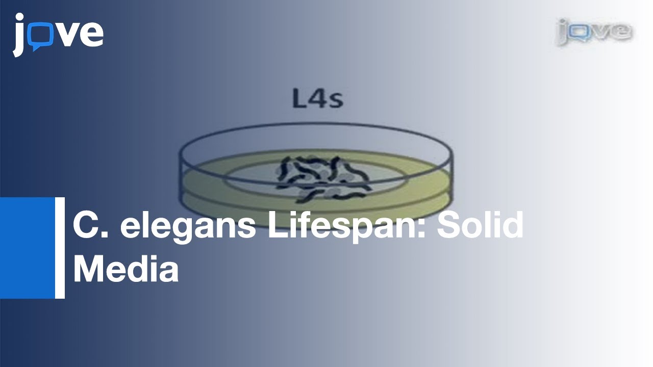 Measuring C. elegans Life Span On Solid Media l Protocol Preview