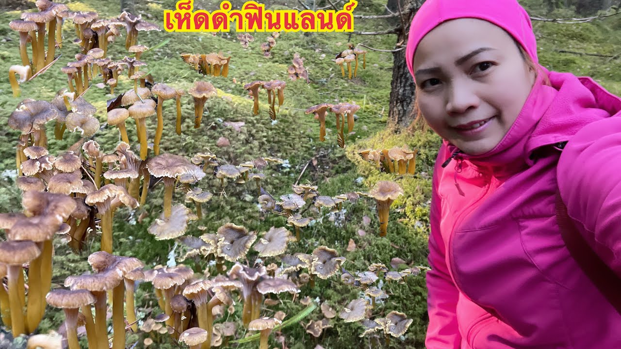 🍄🍄เห็ดดำพึ่งออก ออกเป็นป่า 🍄ยิ่งเก็บยิ่งฟิน