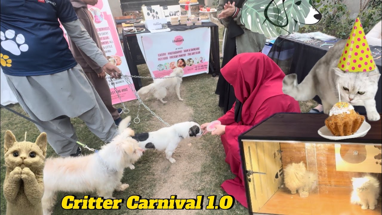 Critter Carnival at European School of Excellence | The Crazy Cats 🐈