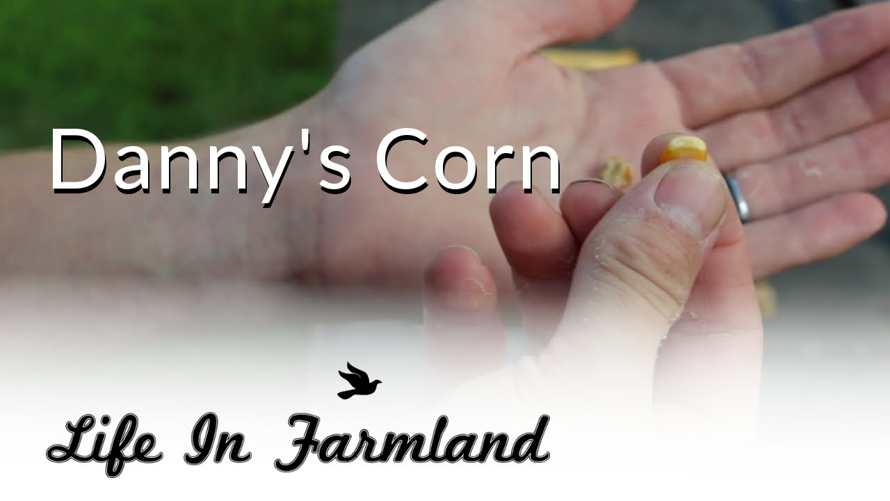 Heirloom Non GMO Field Corn Seeds - Danny's Corn