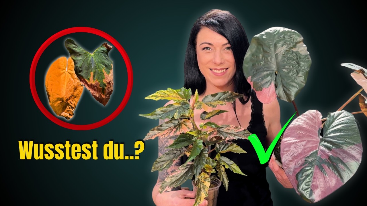 Meine 10 Profi-Tipps gegen das sterben deiner Pflanzen - so geht Pflege einfach🪴✅