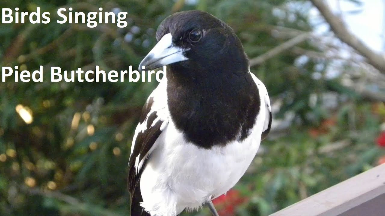 Birds Singing - Pied Butcherbird - Sounds of Nature