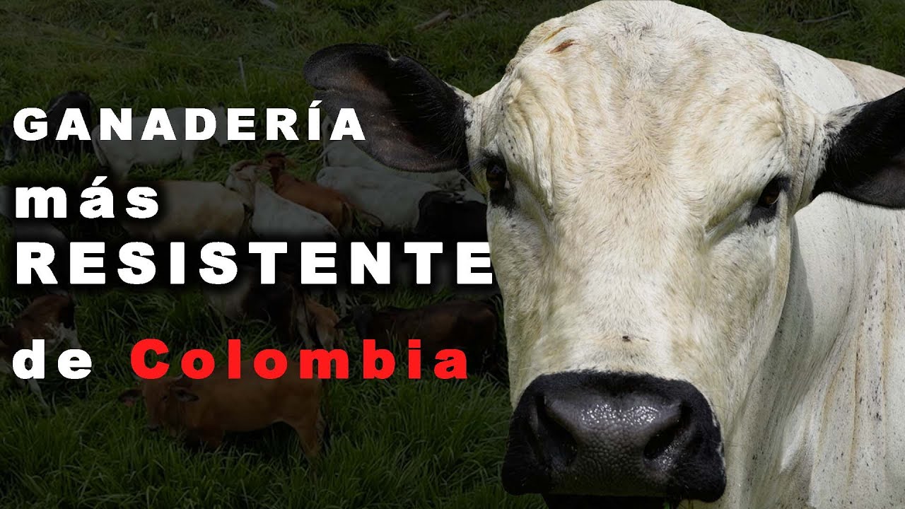 LA MEJOR GANADERIA BLANCO OREGINEGRO EN COLOMBIA