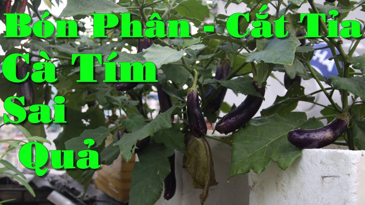 Bón Phân Và Tỉa Ngọn Cho Cà Tím Ra Nhiều Nhánh, Sai Quả