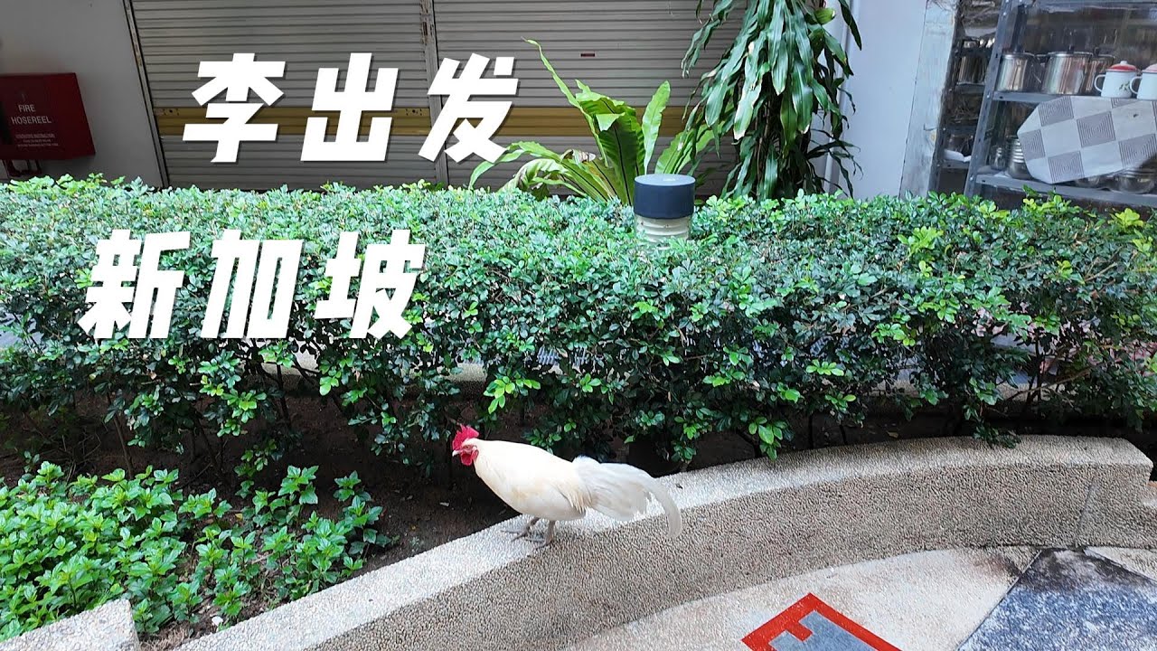 新加坡也有一元店？穷游新加坡也能玩得很好。