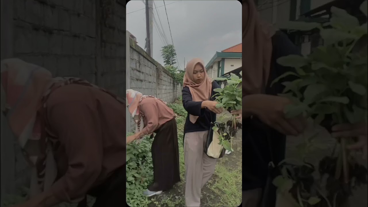 Gak Sengaja Panen Bayam Liar Sekitar Kampus?!😲 #panenbayam #musimhujan #beasiswaummat #generasimuda