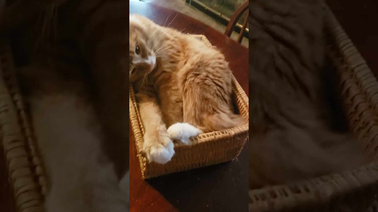 Субботний отчет о кошачьей мяте
