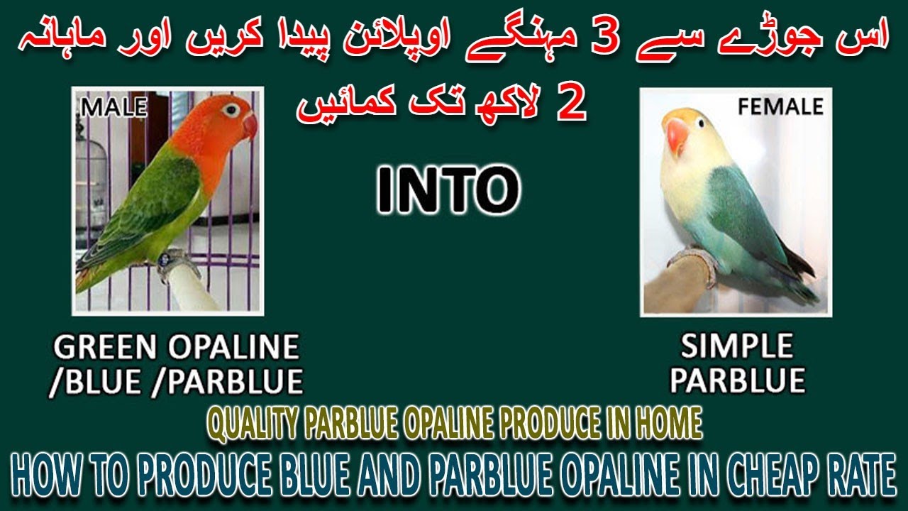 اس جوڑے سے 3 مہنگے اوپلائن بنائیں | HOW TO PRODUCE PARBLUE OPALINE IN HOME & EARN 2 LAKH | AAB INFO