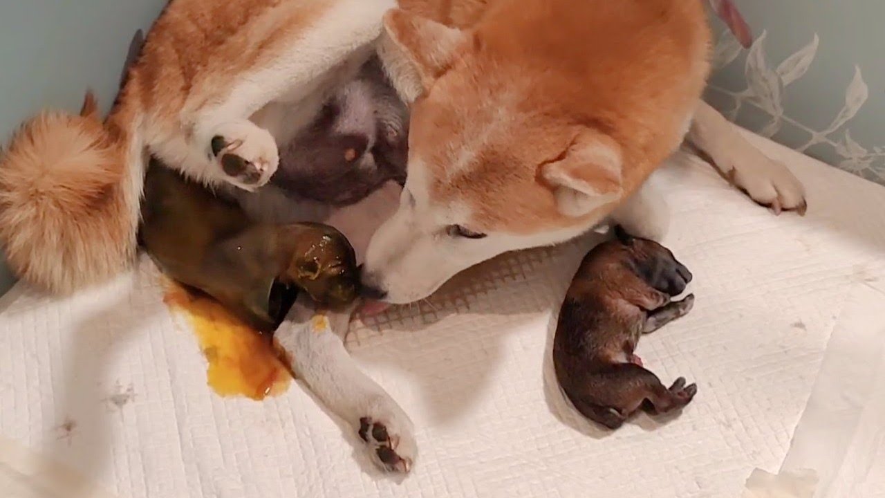 Suki Gives Birth to 3 Puppies, 2 boys, 1 girl / Shiba Inu / Litter 5
