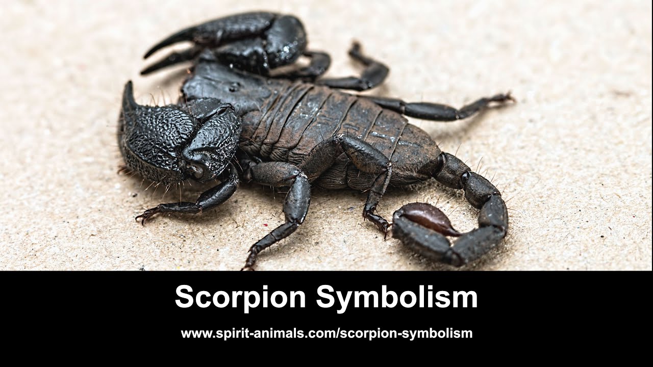 Scorpion Symbolism