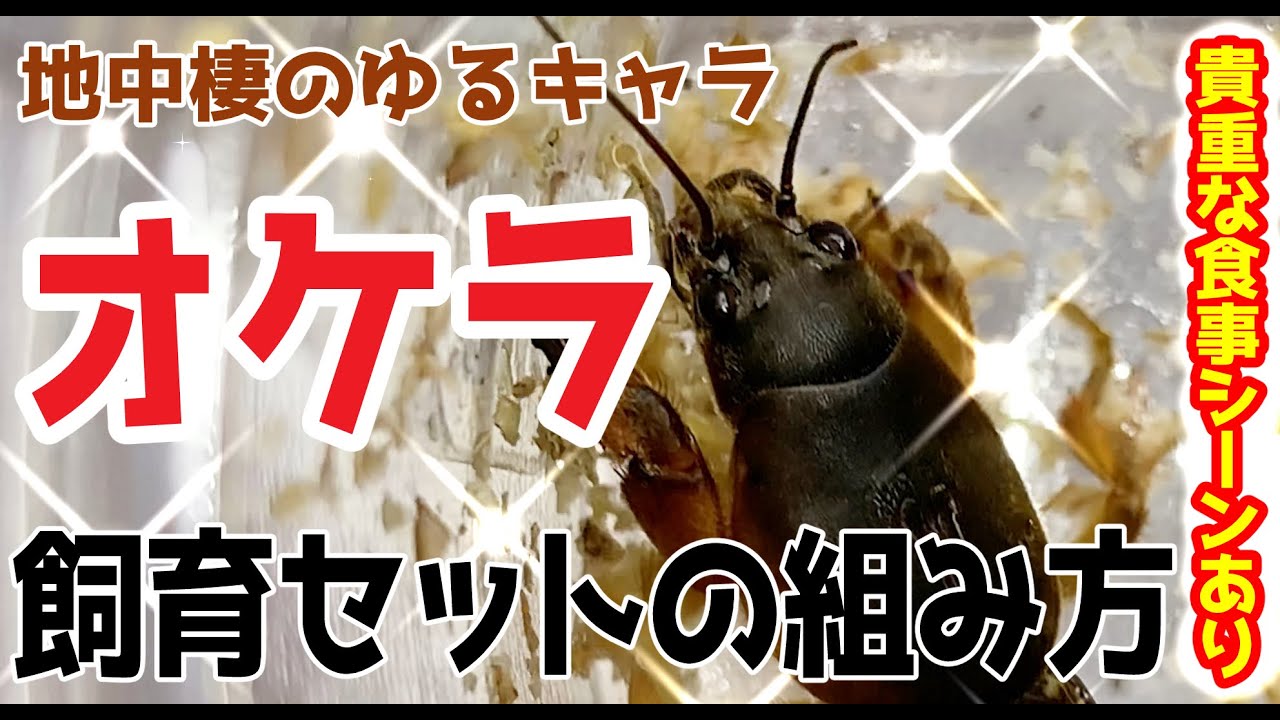 【懐かしの昆虫】５分で分かるオケラの飼育セット＆給餌方法　昆虫ハウス１０１号室