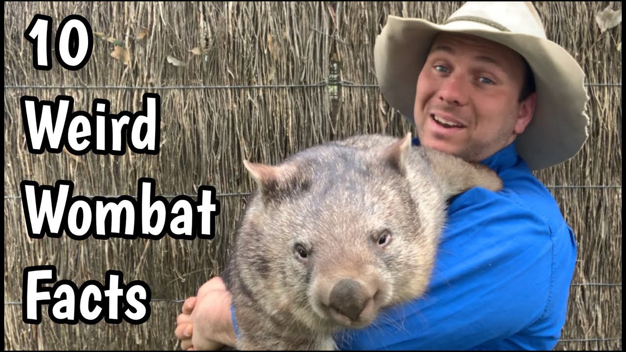 10 Things You Didn't Know About Wombats