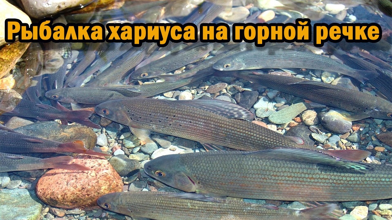 Рыбалка на ХАРИУСА в тайге на горной реке УС. Рыбалка в июле 2024 года