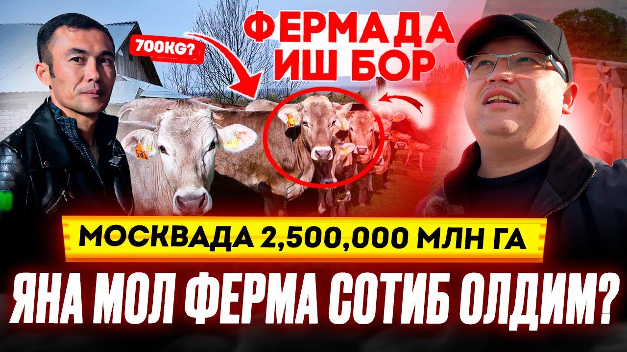 МОСКВАДА 2,500,000 МЛНГА ЯНА МОЛ ФЕРМА СОТИБ ОЛДИМ? @TOMOSHATVN1 