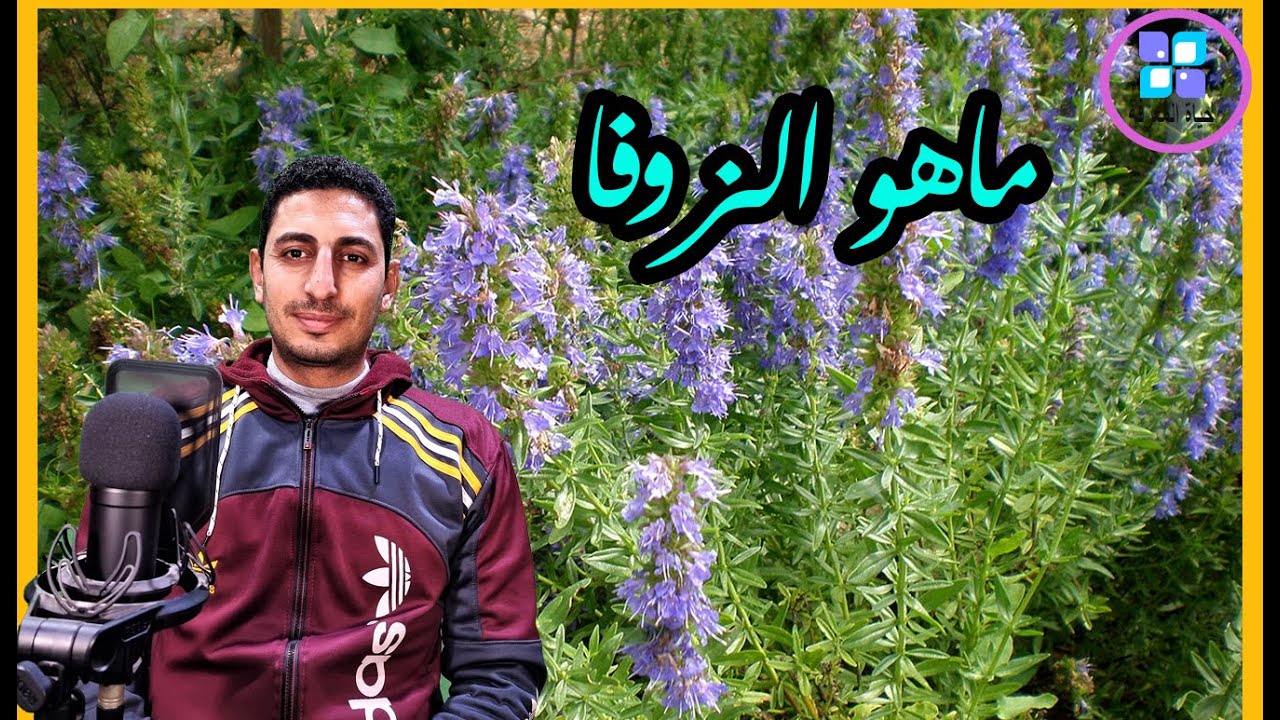 فوائد عشبة الزوفا السحرية Hyssop الزوفا معلومات قيمة ؟؟