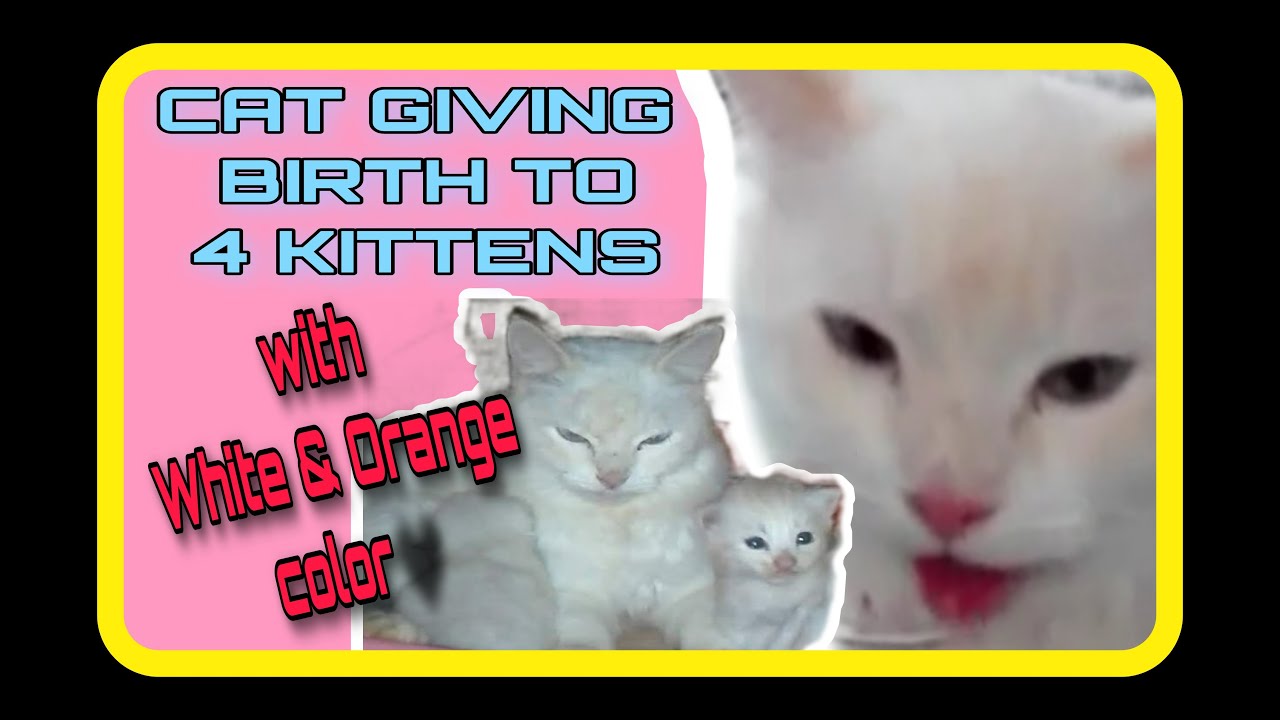 CAT GIVING BIRTH TO 4 KITTENS WITH WHITE & ORANGE COLOR// LYN SKYTV FLM #CatGivingBirth #LynskytvFLM