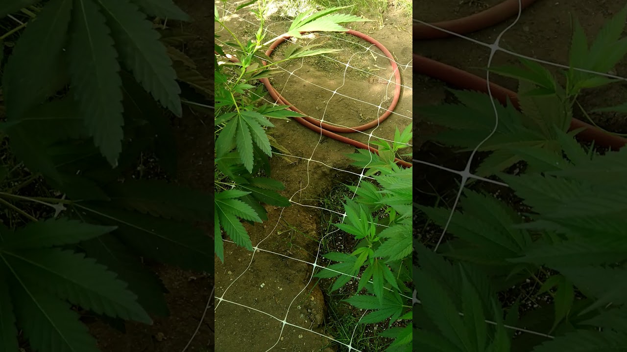 Oregon outdoor grow 2021 update