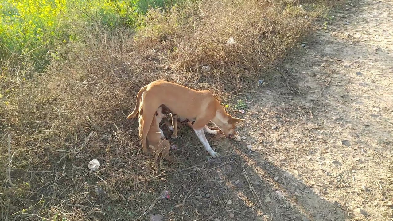 Aaj dekha ki puppy ki maa kaise milk pila rahi☺️