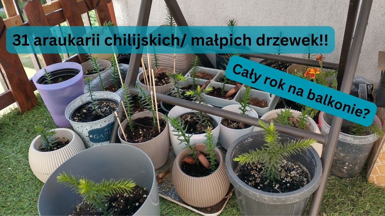 Małpie drzewo/ Araukaria chilijska/ Araucaria araucana - 31 drzewek w domowych warunkach na Podlasiu