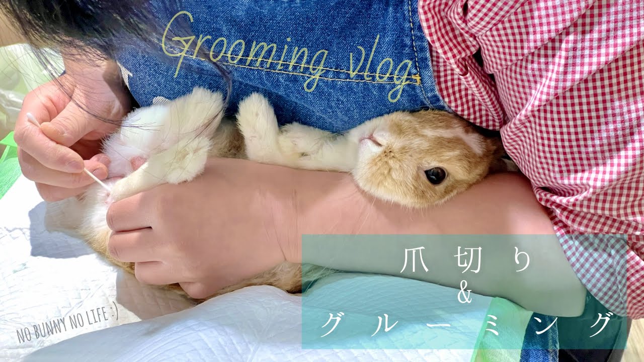 【うさぎの爪切り&グルーミング】うさぎのしっぽhus二子玉川店さんでgrooming‼︎素晴らしい職人技で素人には絶対に真似できないっ！！