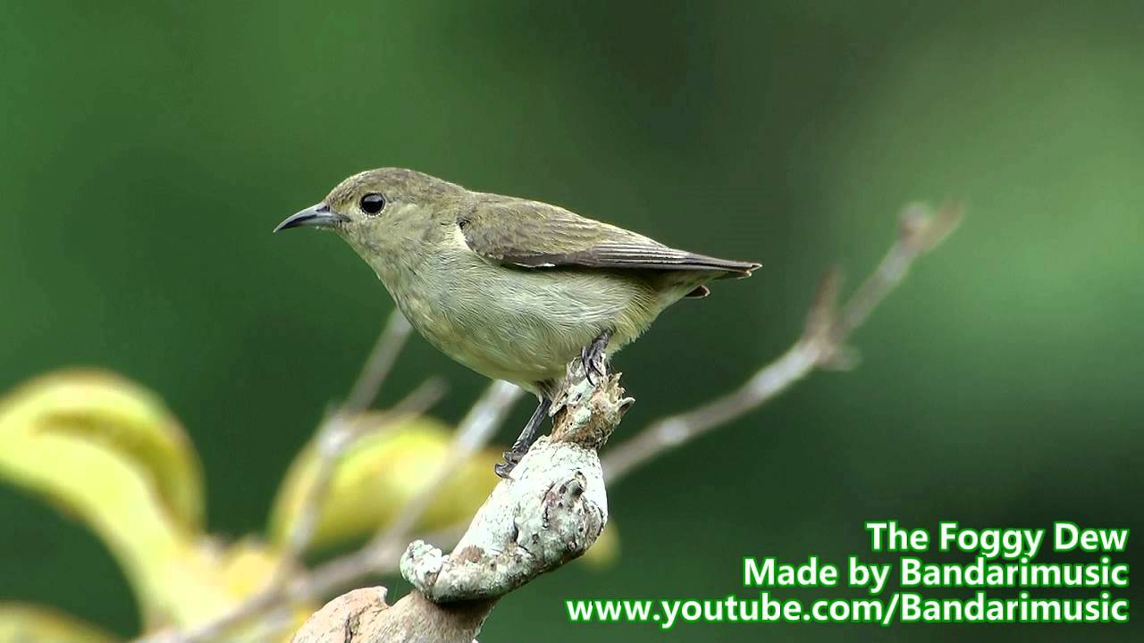 Bandari-The Foggy Dew