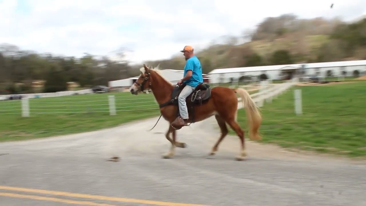 Glamour Girl Trail Mare for sale at McNatt Farms