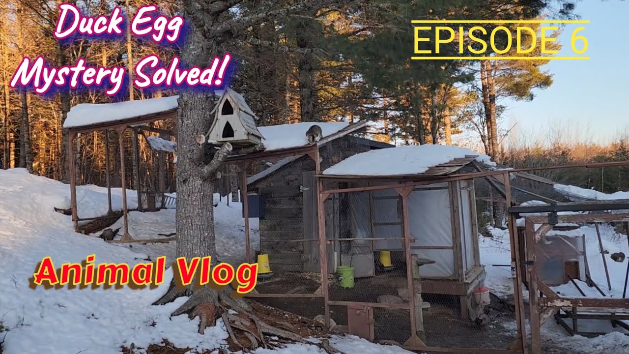 Homestead Vlog | Frostbite Update | Egg Hunt | Ep. 6