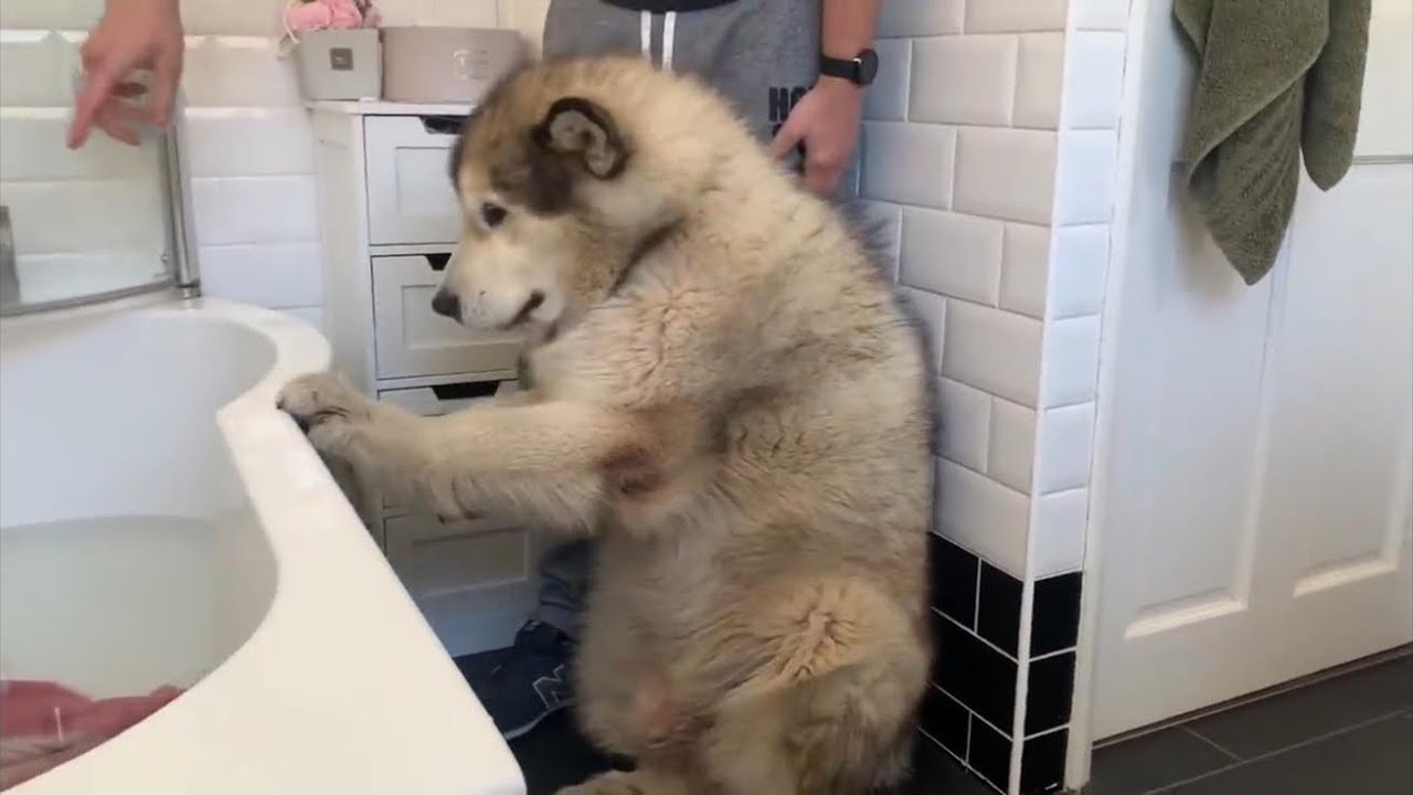 Giant Sulking Dog Hates Bath Time And Does Everything To Avoid It! (THE BEST BITS)
