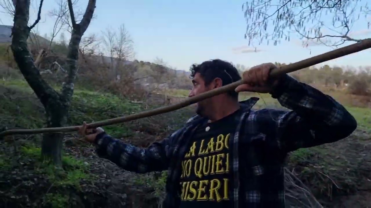 Cortando varas para las vacas.