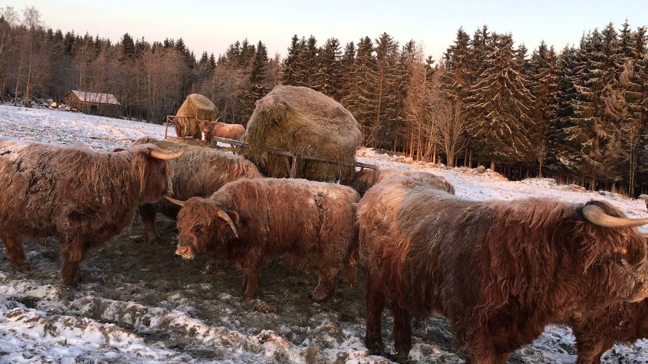 Scottish Highland Cattle In Finland: -26C / -14.8F Weather 6th of January 2016 / Ylämaankarjaa Suomi