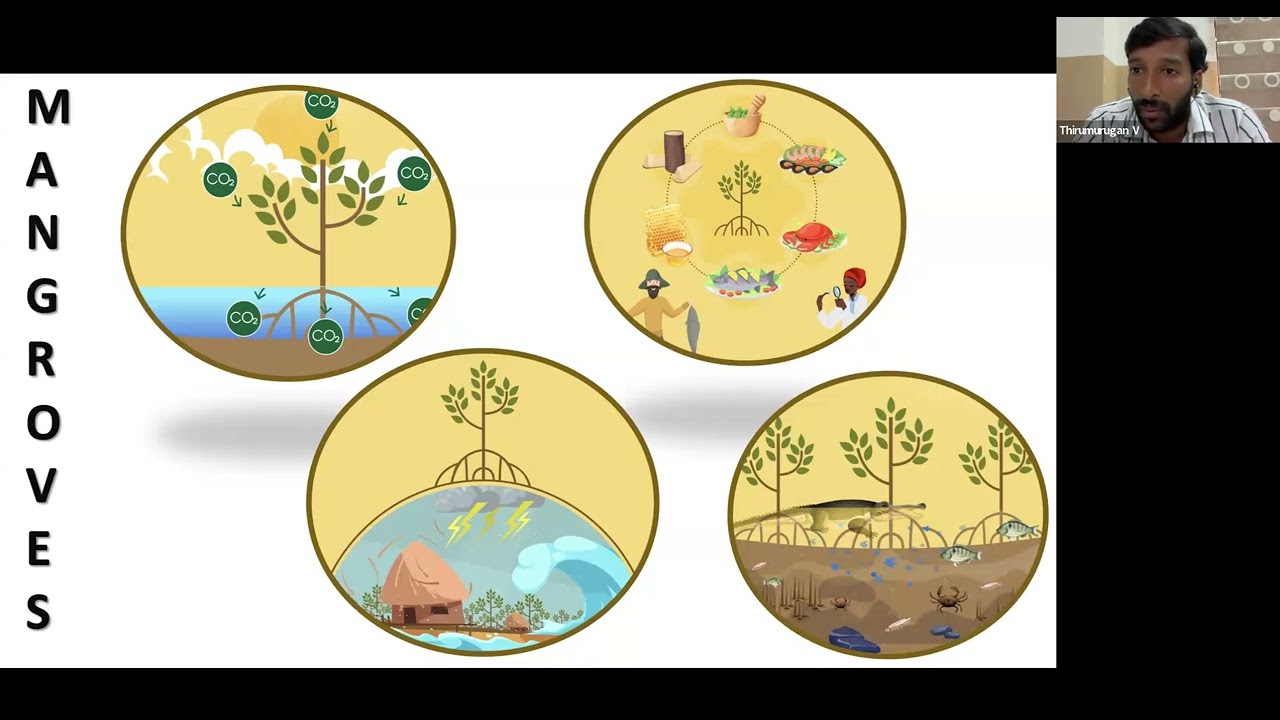 Natural Mangrove Ecosystems and Conservation Practices