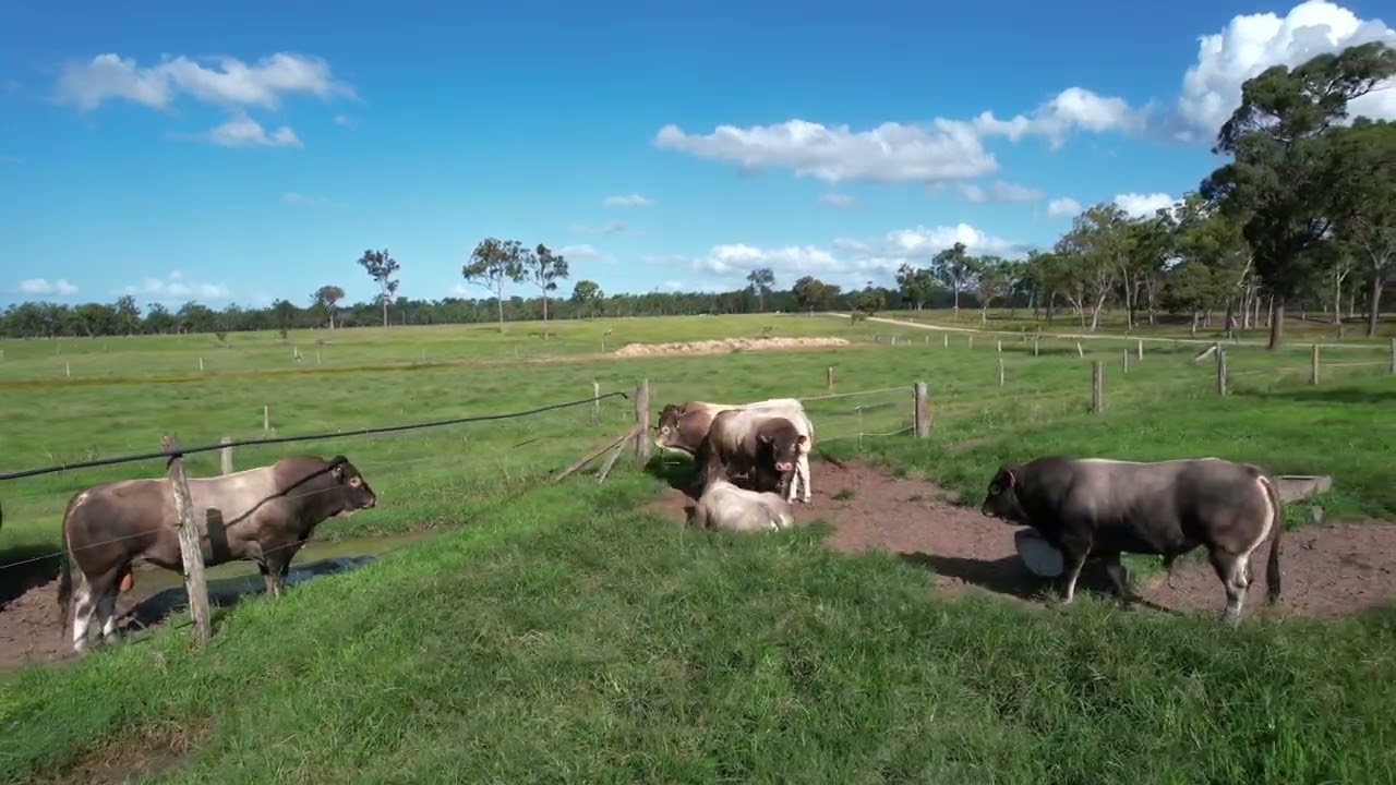 Rosebay Bazadais Stud Bulls/Females