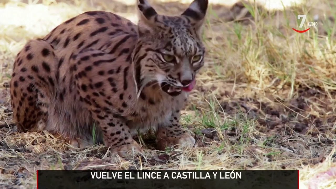 El lince ibérico podría volver a poblar Castilla y León