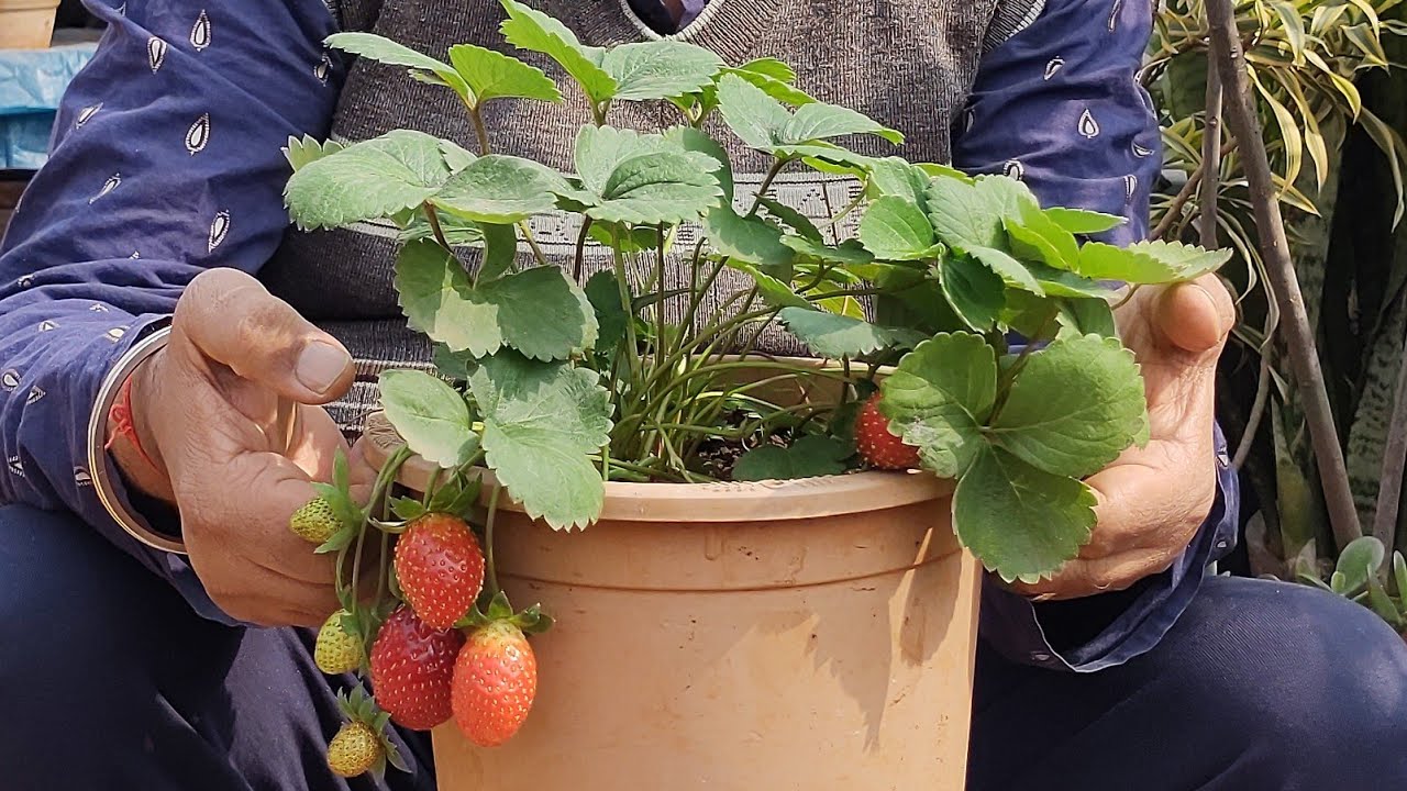 Grow more strawberries in pots....