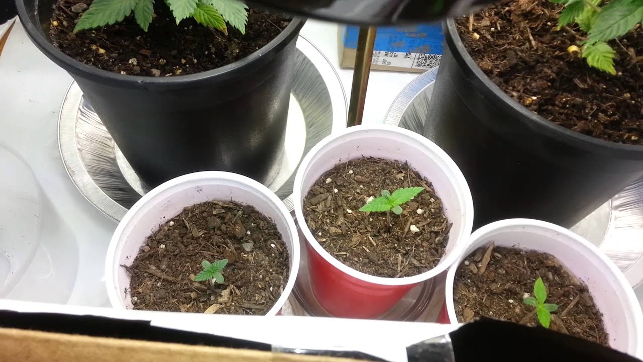 Micro Grow CFL 420 UPDATE - Sorry 4 the crap audio
