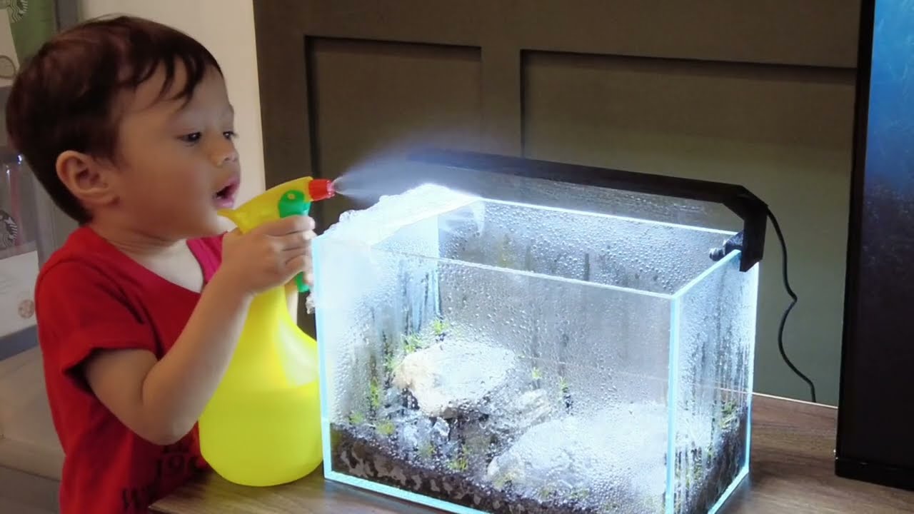 Iwagumi Tank for My Son | Easy Tips & Trick, Tutorial Simple Tank