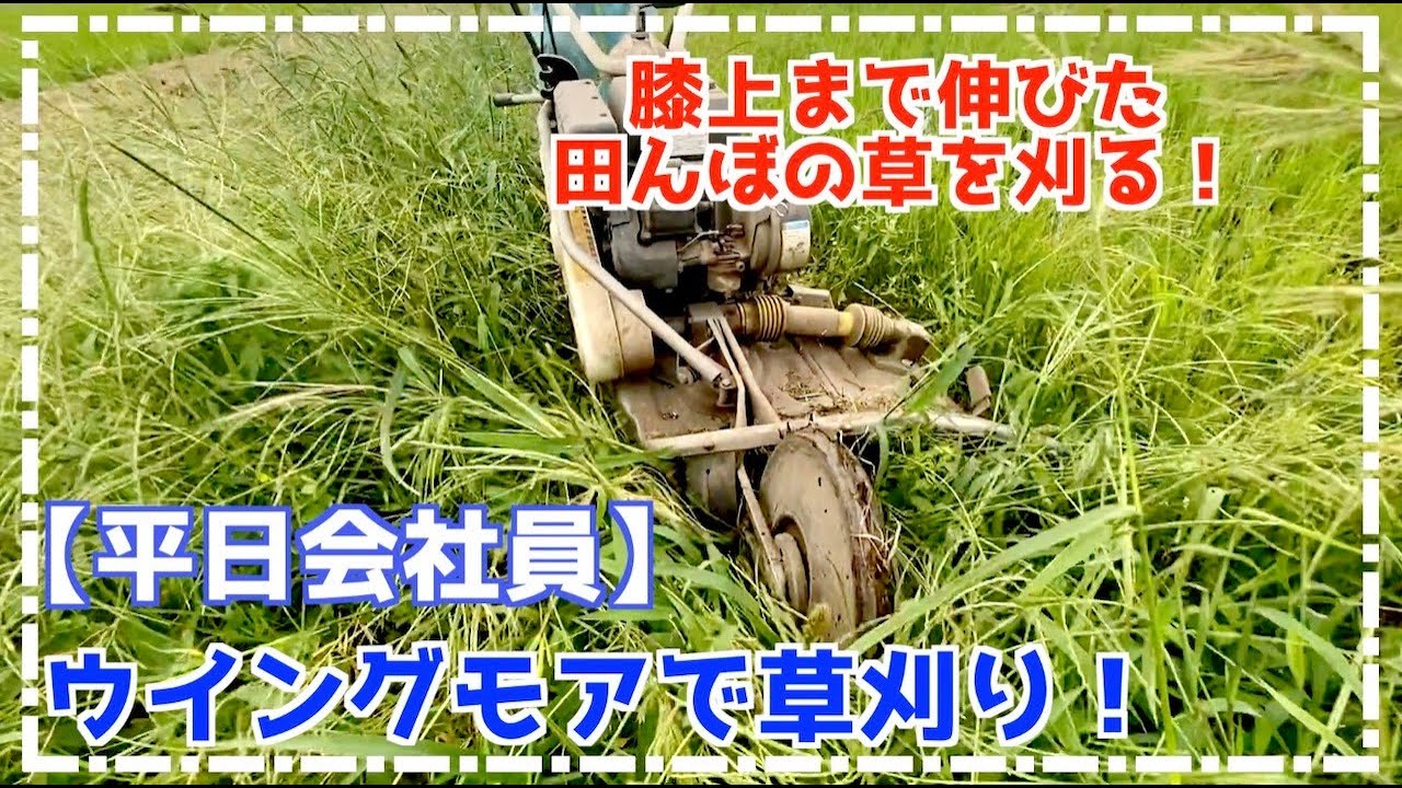 【畦道の草刈り】膝上まで伸びた草をウイングモアで草刈り！【田んぼの草刈り】