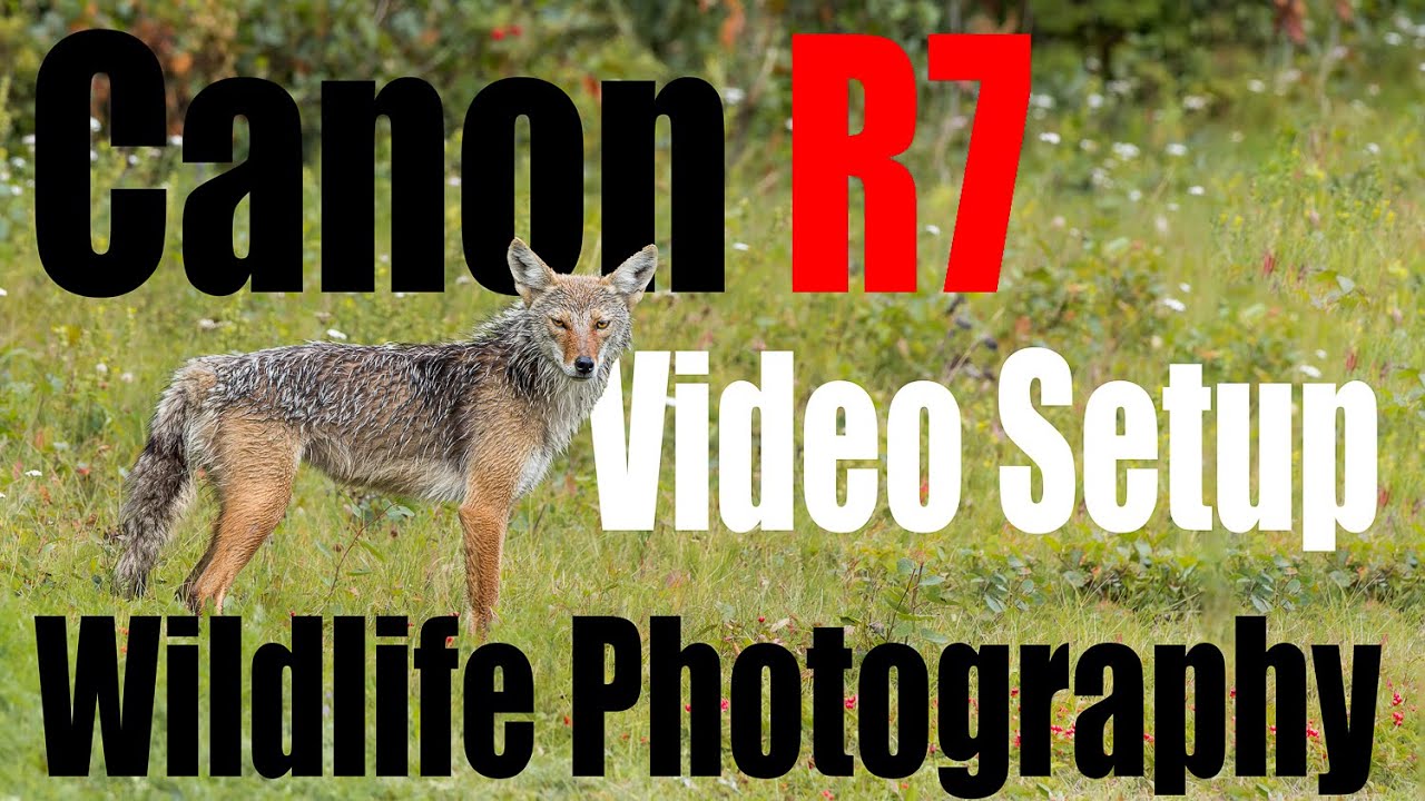 Canon R7 - How to Setup Your Video Settings and Button Layout for Wildlife.