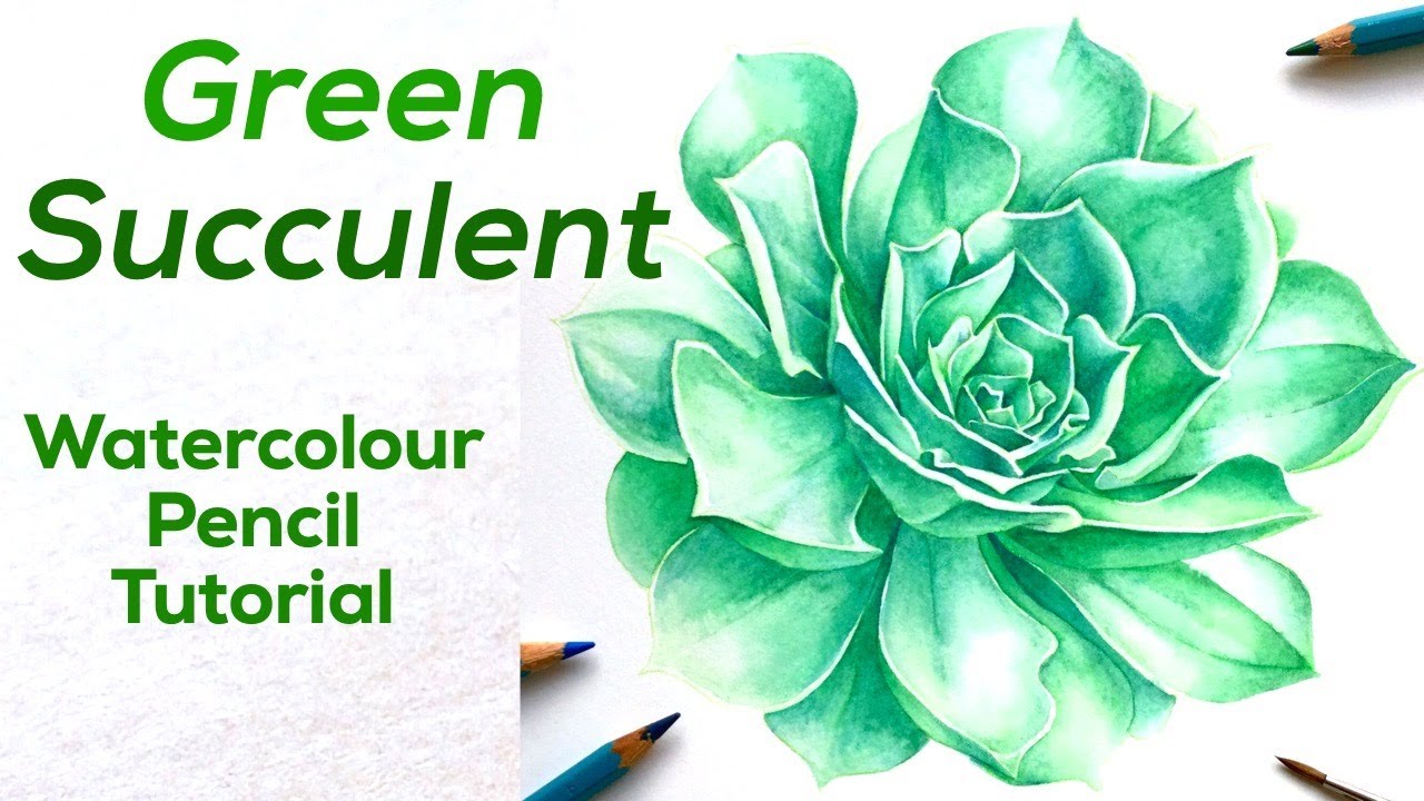 How to paint a Succulent with watercolour pencils // DERWENT pencil tutorial