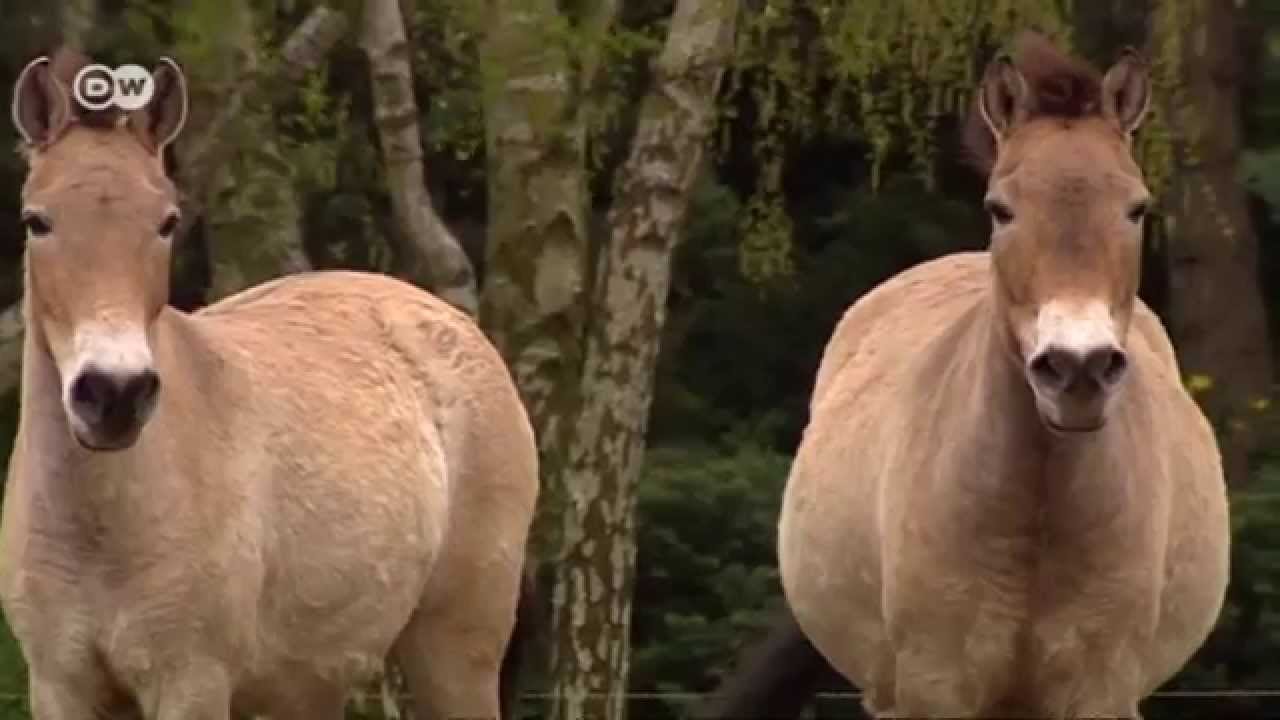 Germany: Saving the Wild Horses | Global 3000