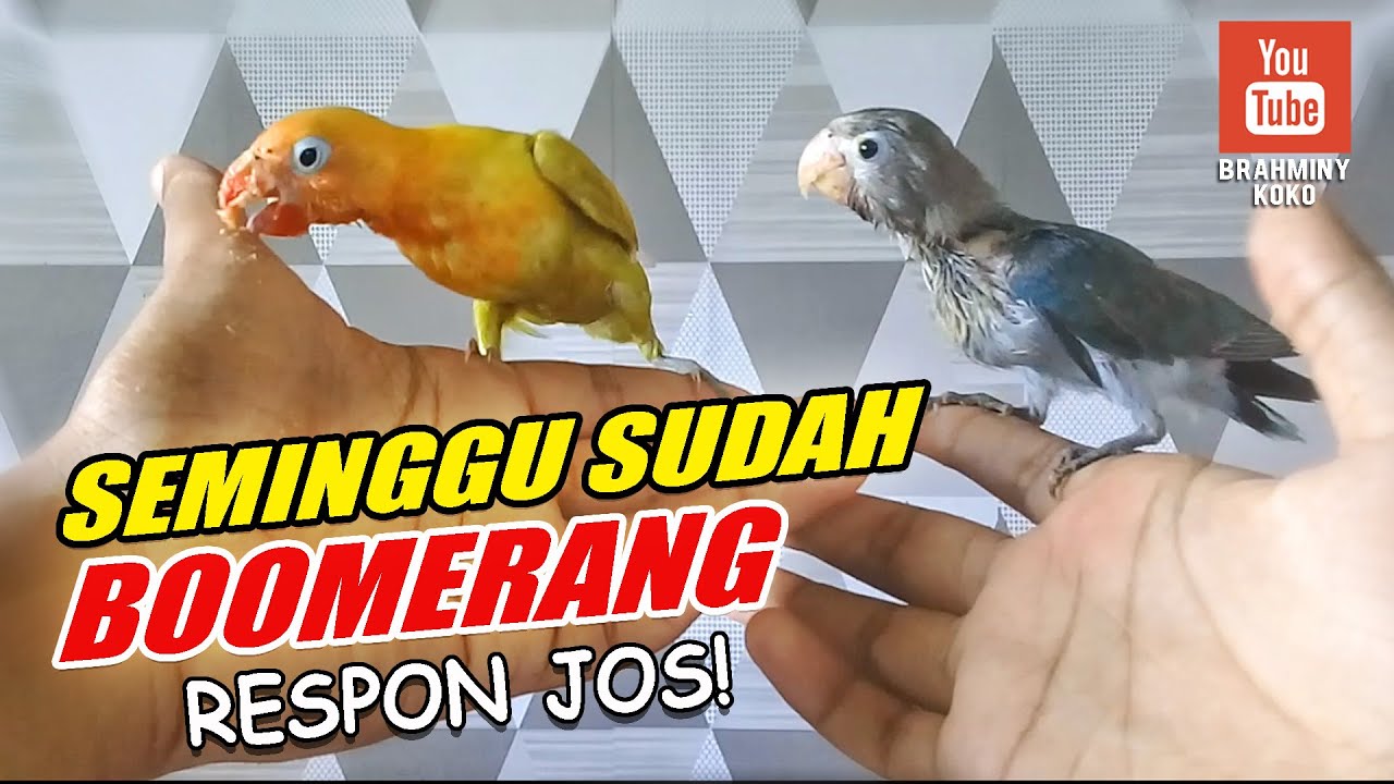 Melatih Lovebird FREE FLY | How to Train Your Lovebird Free Fly #2