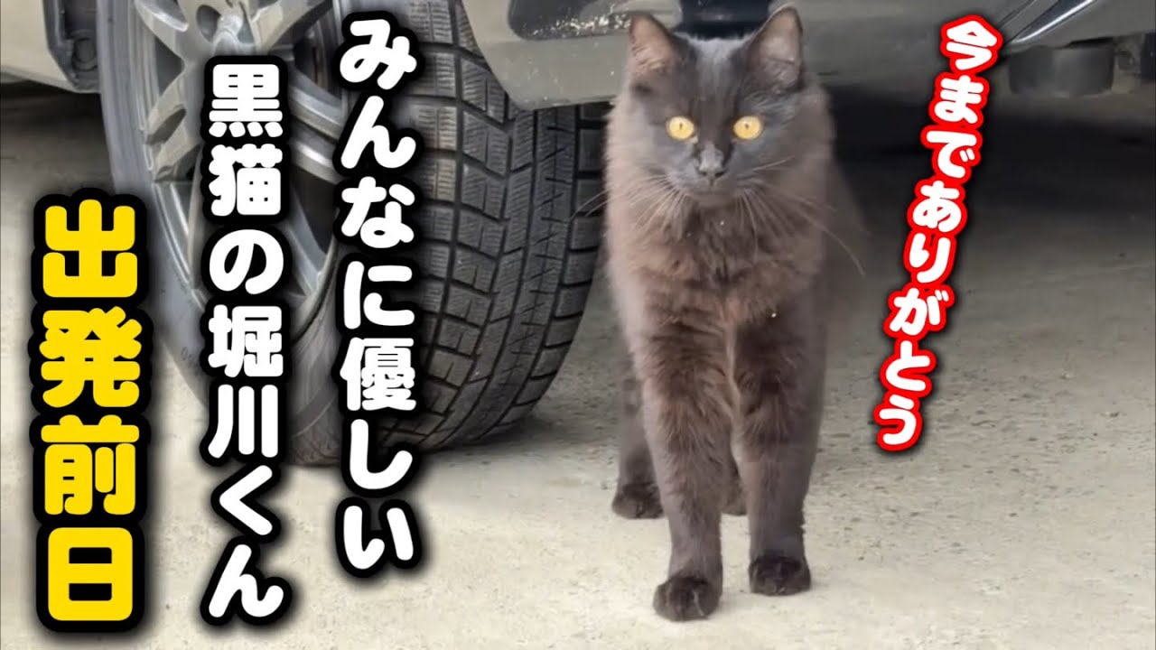 過酷な外で暮らした黒猫が明日譲渡を迎えます